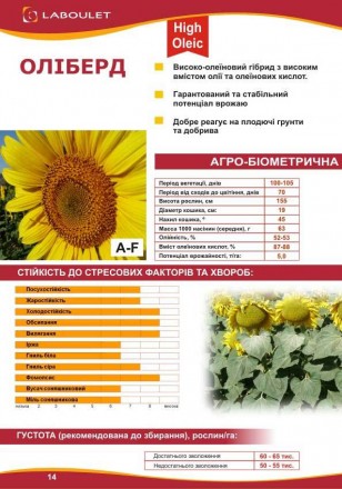 Компанія «AGROVIO», пропонує насіння гібридів соняшника:
LST-907 (ОЛІВАЛ), ЧЕРР. . фото 3