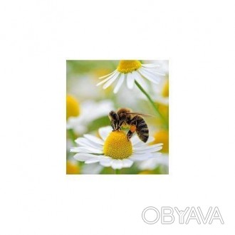 Наш сайт: www.api.kharkov.ua
Состав:
растительное масло, воск пчелиный, вода д. . фото 1