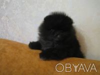 Мальчишка померанец, прививки все по возрасту.
Сайт http://igriviyluchik.jimdo.. . фото 2