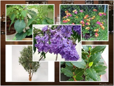 Я предлагаю вашему вниманию большой выбор семян растений-экзотов,которые вы може. . фото 3