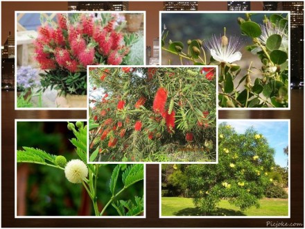 Я предлагаю вашему вниманию большой выбор семян растений-экзотов,которые вы може. . фото 5