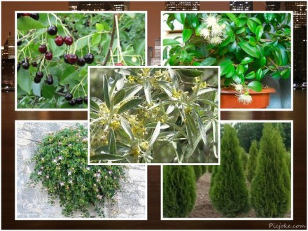 Я предлагаю вашему вниманию большой выбор семян растений-экзотов,которые вы може. . фото 4