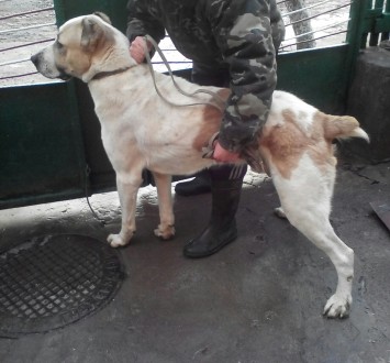Продам собаку породы Среднеазиатская овчарка. Мальчик, возраст 3 года. Хороший с. . фото 3