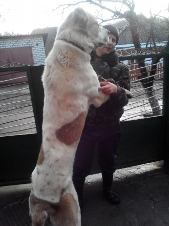 Продам собаку породы Среднеазиатская овчарка. Мальчик, возраст 3 года. Хороший с. . фото 2
