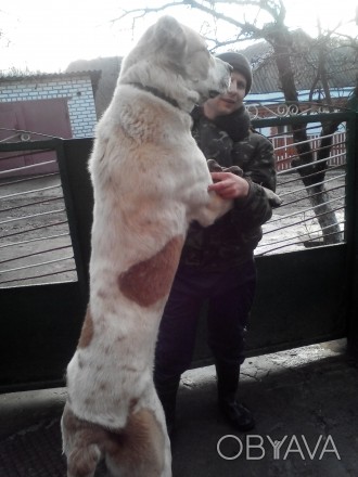 Продам собаку породы Среднеазиатская овчарка. Мальчик, возраст 3 года. Хороший с. . фото 1