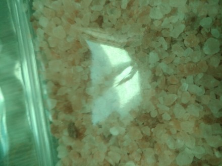 Гималайская кристаллическая соль поступает из месторождений, сформированных до 2. . фото 3