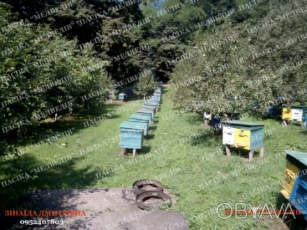 Продам бджолопакети карпатської породи 100-150шт з одної пасіки, рамка дадан, Ці. . фото 1