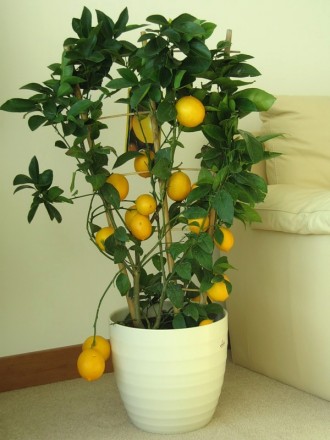 Продам саженцы лимона Дженоа.. . фото 2