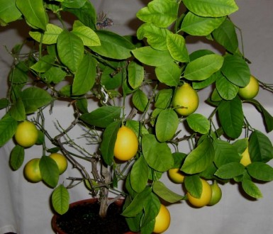 Продам саженцы лимона Дженоа.. . фото 3