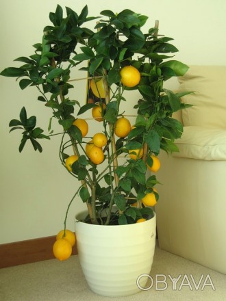 Продам саженцы лимона Дженоа.. . фото 1