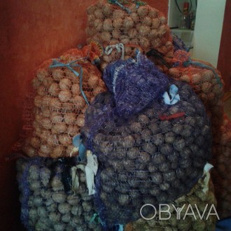 Продам орехи урожая 2017 года, 100 кг. Цена 80 рублей за килограмм. Район центра. . фото 1
