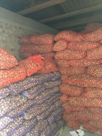 Продам грецкий орех 17 года в сетках скупленный у населения киевской области 520. . фото 4