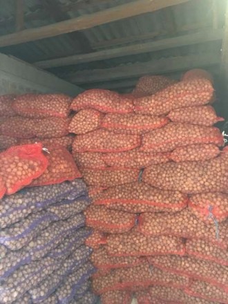 Продам грецкий орех 17 года в сетках скупленный у населения киевской области 520. . фото 3