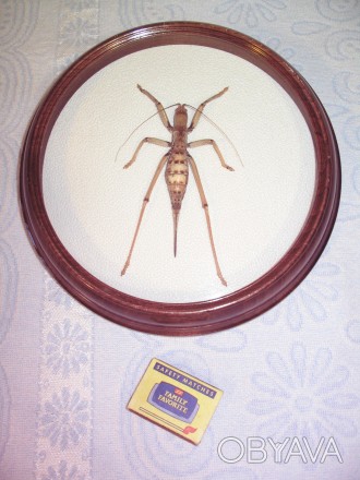Продам крупное насекомое дыбу армянскую (saga ephippigera).. . фото 1