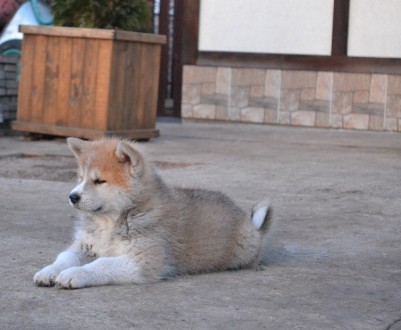 Прекрасные щенки японской Акиты с отличной родословной. .Акита -ину достойный по. . фото 3