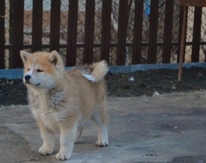Прекрасные щенки японской Акиты с отличной родословной. .Акита -ину достойный по. . фото 4