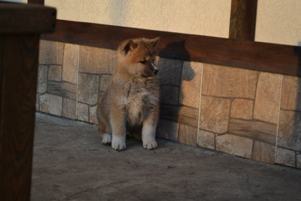 Прекрасные щенки японской Акиты с отличной родословной. .Акита -ину достойный по. . фото 5