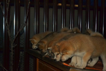 Прекрасные щенки японской Акиты с отличной родословной. .Акита -ину достойный по. . фото 6
