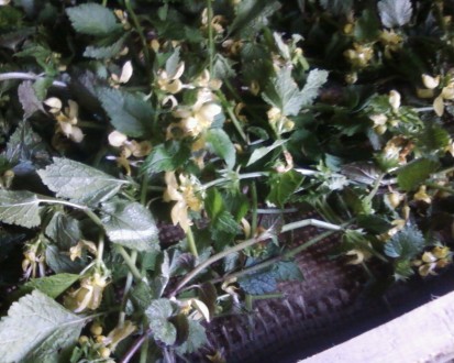 Чай травяний,лист малини,смородини,ожини,суниці,цвіт липи,ромашки,плоди горобини. . фото 3