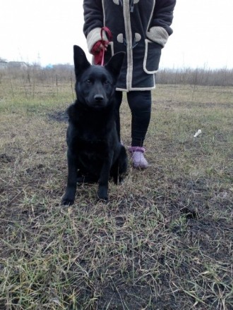 Продам подрощенного щенка мальчика Восточно Европейской овчарки черного окраса д. . фото 4