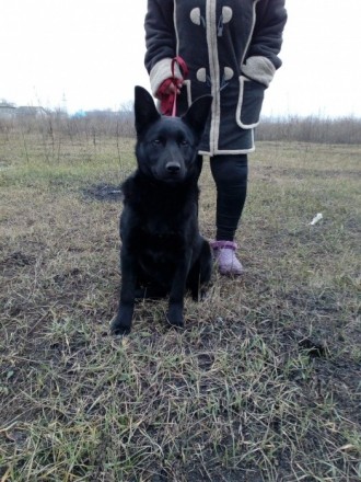Продам подрощенного щенка мальчика Восточно Европейской овчарки черного окраса д. . фото 3