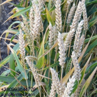 Высота растений пшеницы сорта TESLA составляет 120 см, куст прямостоячий, коэффи. . фото 3