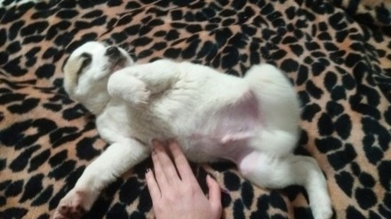 Продаю щенка.мальчик 1.5 месяцев.уши и хвост уже обрезаны!!! Щенок крупный, с от. . фото 2