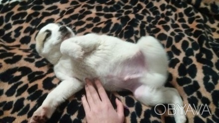 Продаю щенка.мальчик 1.5 месяцев.уши и хвост уже обрезаны!!! Щенок крупный, с от. . фото 1