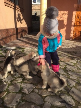 Продаются щенки аляскинского маламута, 3 девочки и 1 мальчик 12.12.2017 года рож. . фото 6