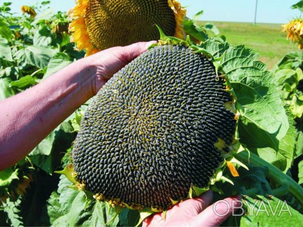 Високоякісне насіння соняшнику світових виробників: «Піонер», «Нью Сід», “МейАгр. . фото 1