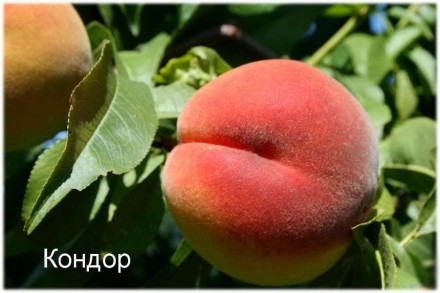 Предлагаем собственные, качественные, сортовые саженцы персика от производителя . . фото 2