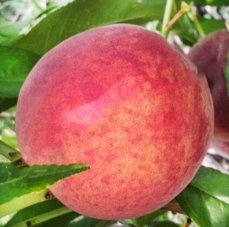 Предлагаем собственные, качественные, сортовые саженцы персика от производителя . . фото 5