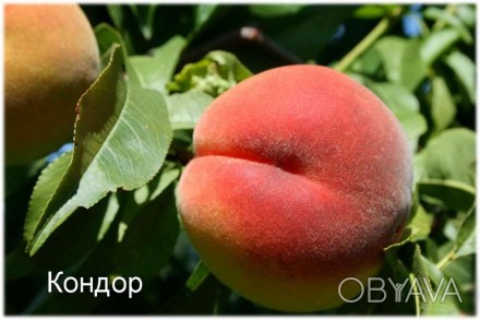 Предлагаем собственные, качественные, сортовые саженцы персика от производителя . . фото 1