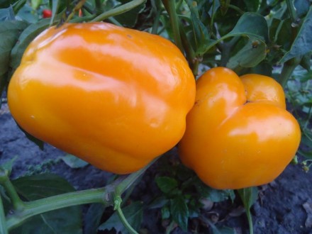 Пропоную насіння солодкого перцю, як екзотичних і рідкісних, так і традиційних, . . фото 13