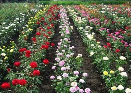 Продам саженцы роз высочайшего качеста. Большой выбор сортов (разных расцветок).. . фото 4