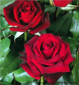Продам саженцы роз высочайшего качеста. Большой выбор сортов (разных расцветок).. . фото 2