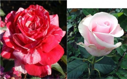 Продам саженцы роз высочайшего качеста. Большой выбор сортов (разных расцветок).. . фото 5