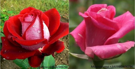 Продам саженцы роз высочайшего качеста. Большой выбор сортов (разных расцветок).. . фото 3