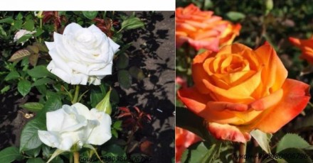 Продам саженцы роз высочайшего качеста. Большой выбор сортов (разных расцветок).. . фото 6