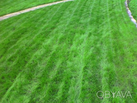 Спортивна газоннна трава це ідеальний варіант для зон відпочинку, ігрових майдан. . фото 1