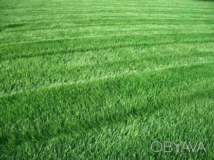 Семена газонной травы (урожай 2017 года) универсальной. Производитель Украина. С. . фото 1