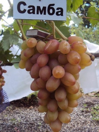 Вегетирующие саженцы винограда от 35 грн - в наличии более 100 сортов! Имеются к. . фото 4