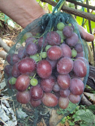 Вегетирующие саженцы винограда от 35 грн - в наличии более 100 сортов! Имеются к. . фото 5