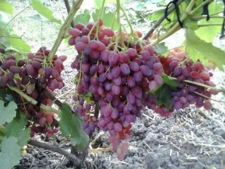 Вегетирующие саженцы винограда от 35 грн - в наличии более 100 сортов! Имеются к. . фото 7