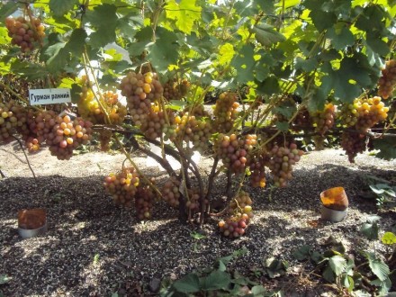 Вегетирующие саженцы винограда от 35 грн - в наличии более 100 сортов! Имеются к. . фото 6