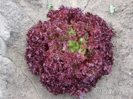 Компанія "AGROVIO" пропонує насіння салатів, виробник голландська компанія HAZER. . фото 1