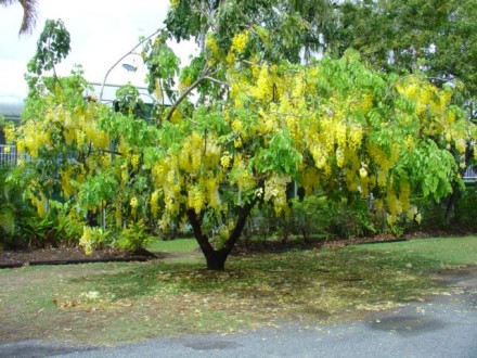 Саджанці золотий дощ звичайний (Laburnum anagyroides)
висота - 1 м. вік 3 роки.. . фото 3
