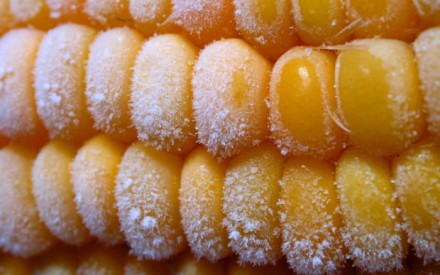 Заморожена бланширована цукрова кукурудза початки в ящику 10 кг (30 початків). Д. . фото 3