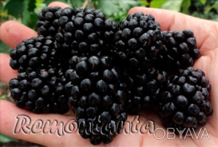 Зрелая ягода - коротко-конической формы, твердая, блестящая, насыщенного черного. . фото 1