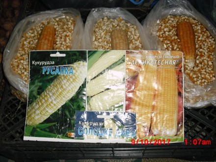продам насіння цукрової кукурудзи,сорту-Делікатесна, Русалка, Солодке диво, сорт. . фото 4